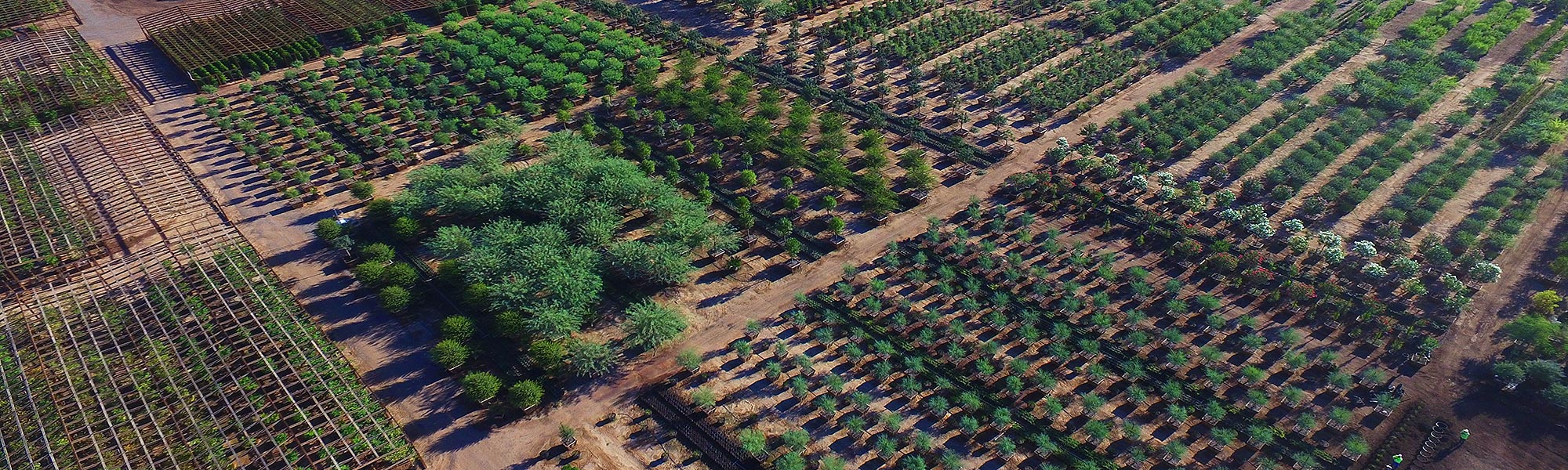 Wholesale Commercial Tree Farm Western Tree Company Arizona