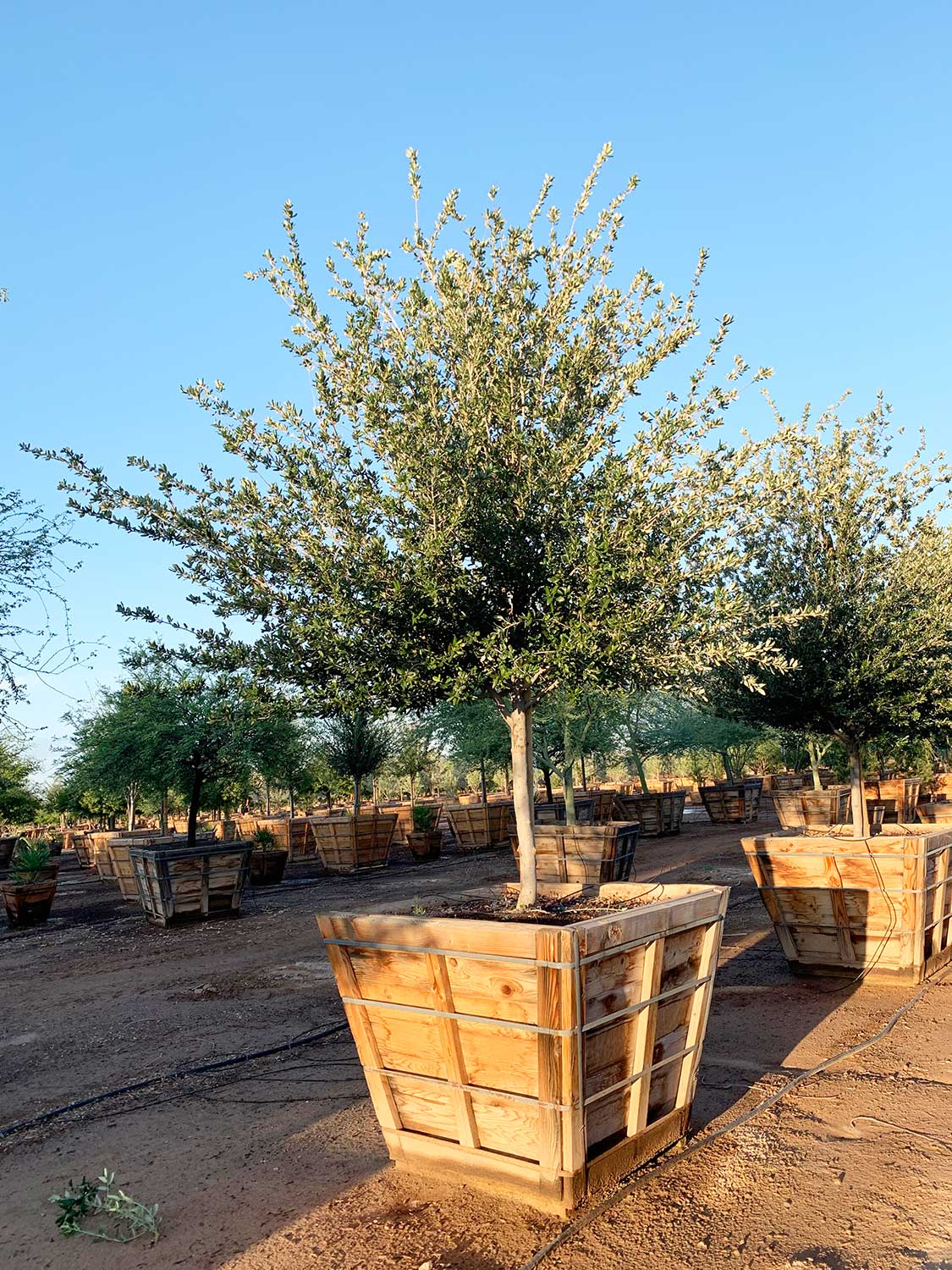 Ornamental Desert Trees by Western Tree Company Phoenix