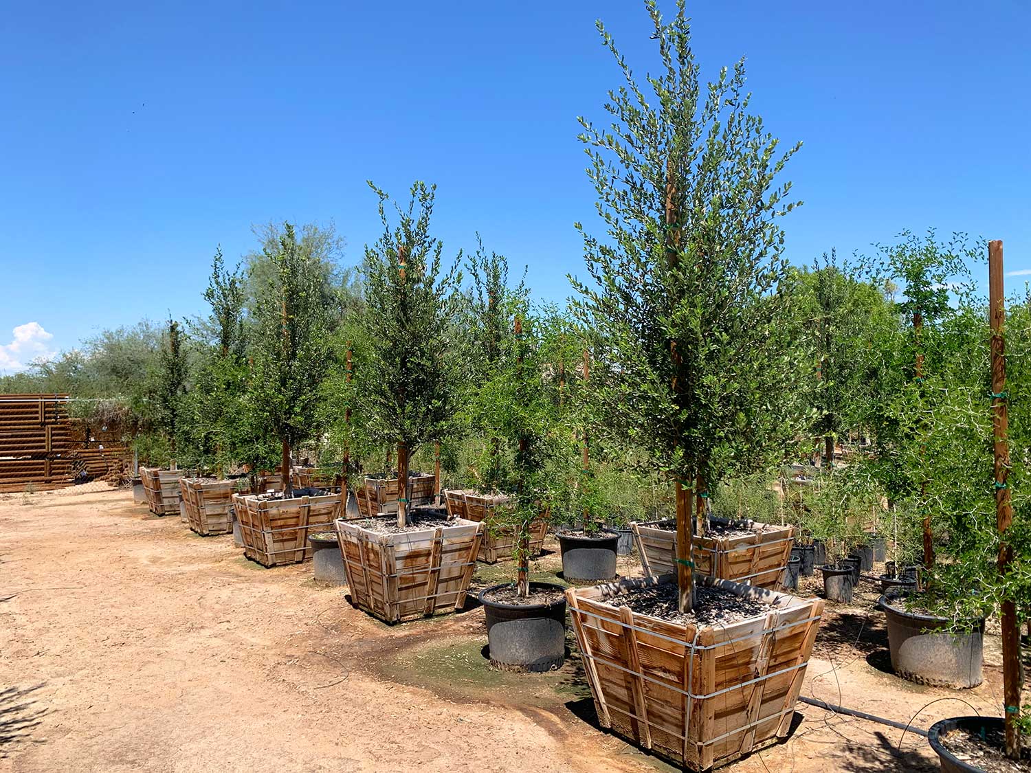 Ornamental Desert Trees by Western Tree Company Phoenix